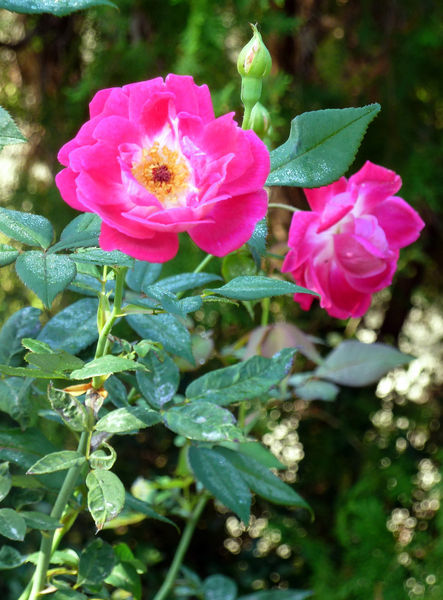 Louis Philippe — Antique Rose Emporium